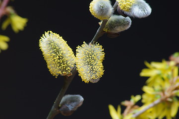 Image showing willow catkin