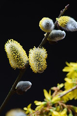 Image showing willow catkin