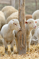 Image showing newborn lambs on the farm