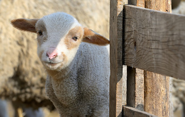 Image showing newborn lamb on the farm