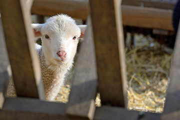 Image showing newborn lamb on the farm