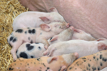 Image showing young piglet sleep on hay