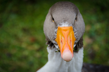 Image showing one swedish goose is eat graas