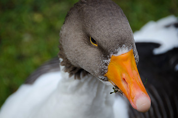 Image showing one swedish goose is eat graas