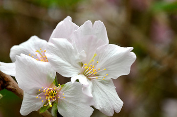 Image showing Sakura, the famouse flower of Japan