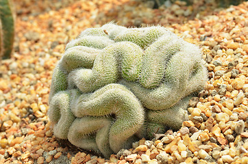 Image showing Brain cactus in the gardens by the bay 