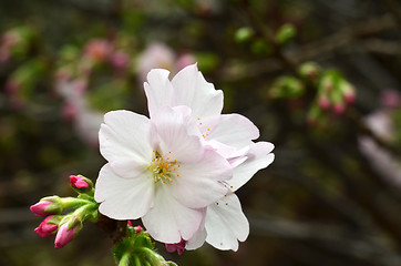 Image showing Sakura, the famouse flower of Japan