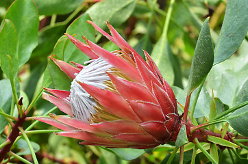 Image showing King Sugar Bush