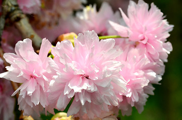 Image showing Pink  flowers blossom