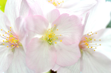 Image showing Sakura, the famouse flower of Japan