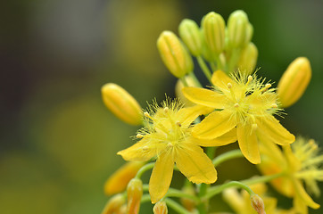 Image showing S. African plant Bulbine 