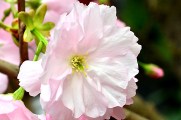 Image showing Sakura, the famouse flower of Japan