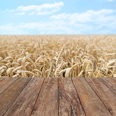 Image showing field of ripening wheat ears or rye spikes