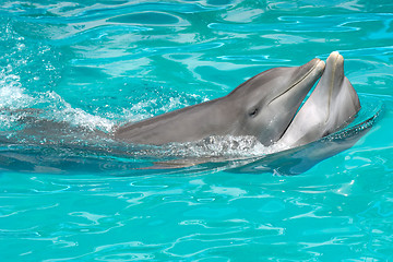 Image showing dolphin couple in love