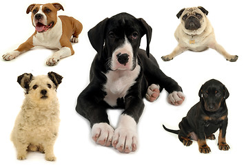 Image showing Dog collection isolated on white background