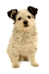 Image showing Small dog sitting on white background
