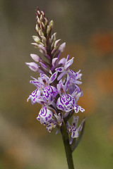 Image showing wild orchid