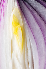 Image showing Red onion detail (background)