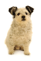 Image showing Small dog sitting on white background