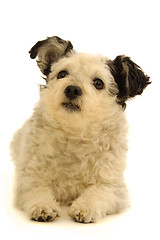 Image showing Small dog resting on white background