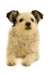 Image showing Small dog resting on white background