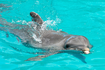 Image showing Happy dolphin swimming in blue water
