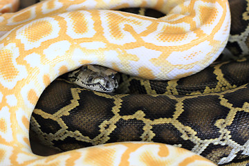 Image showing black and white snake
