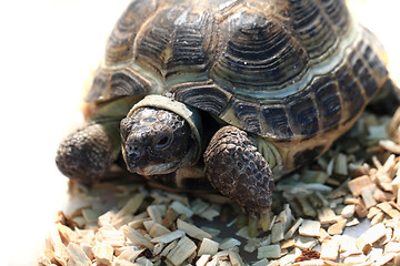Image showing small slow turtle 