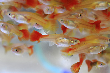 Image showing guppy fishes background\r\n