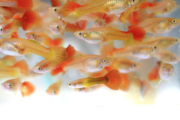 Image showing guppy fishes background\r\n