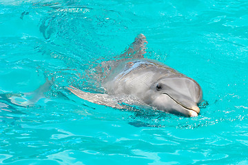 Image showing Dolphin swimming in water