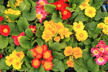 Image showing spring polyanthus flowers 