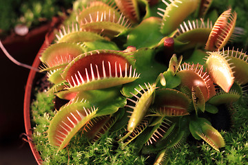 Image showing detail of carnivorous plant 