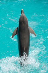 Image showing Dolphin jumping out of the water