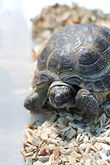 Image showing small slow turtle 