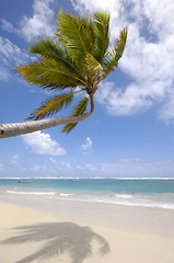 Image showing Palm hanging over exotic caribbean beach