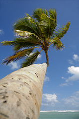 Image showing Palm at exotic beach in caribbean