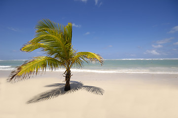 Image showing Caribbean beach with palm and white sand