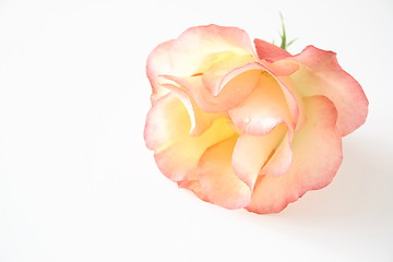 Image showing delicate pink rose