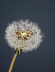 Image showing dandelion seedhead