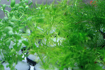 Image showing green aquarium plants texture