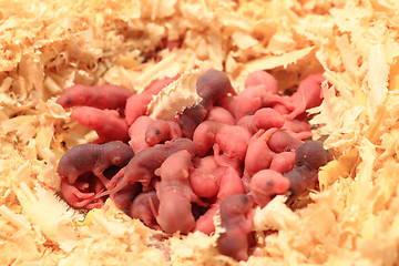 Image showing small newborn mouses