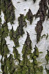 Image showing birch tree bark texture