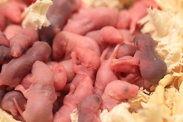 Image showing small newborn mouses