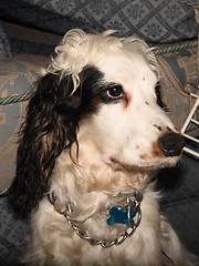 Image showing cocker spaniel