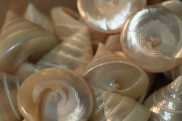 Image showing pearl shells collection