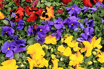 Image showing fresh color pansies flowers