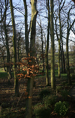 Image showing trees in the winter sunshine