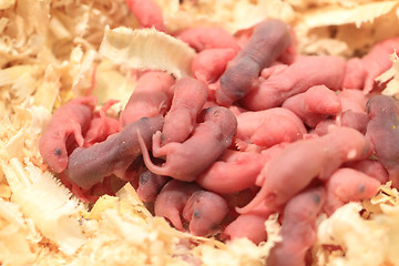 Image showing small newborn mouses