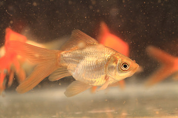 Image showing young small goldfish